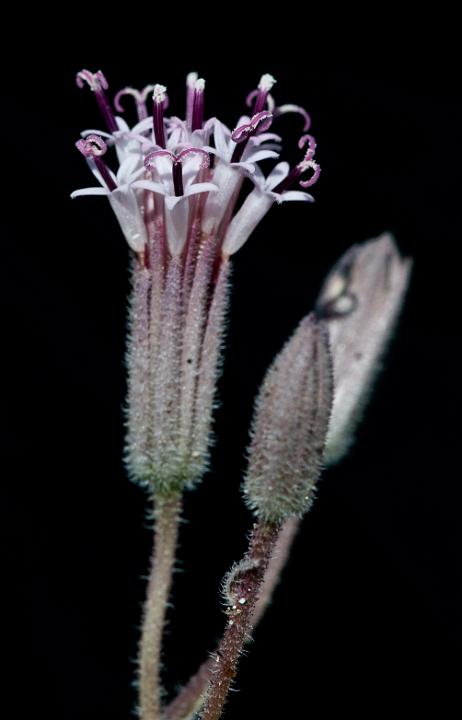 Spanish Needles, Palafoxia arida 0180.jpg - Copyright 2010 DonJacobson